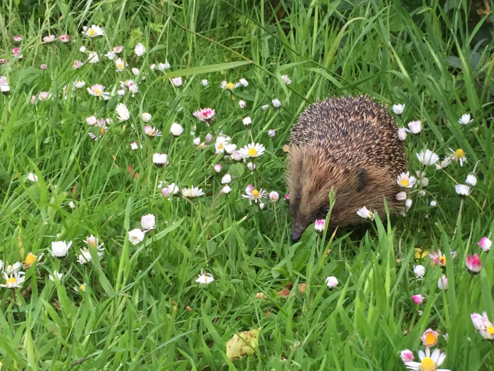 A hedgehog moving through daisy covered grass.